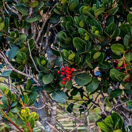 Dense green leaf foliage with clusters of round fruits some red and some black